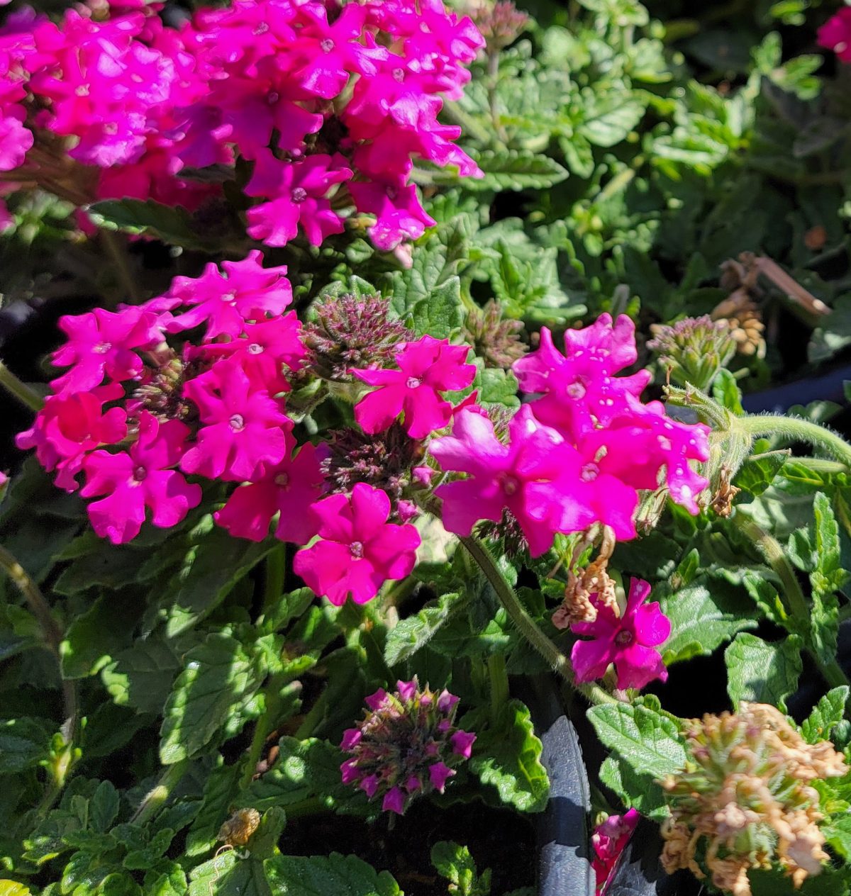 Verbena peruviana EnduraScape Magenta b