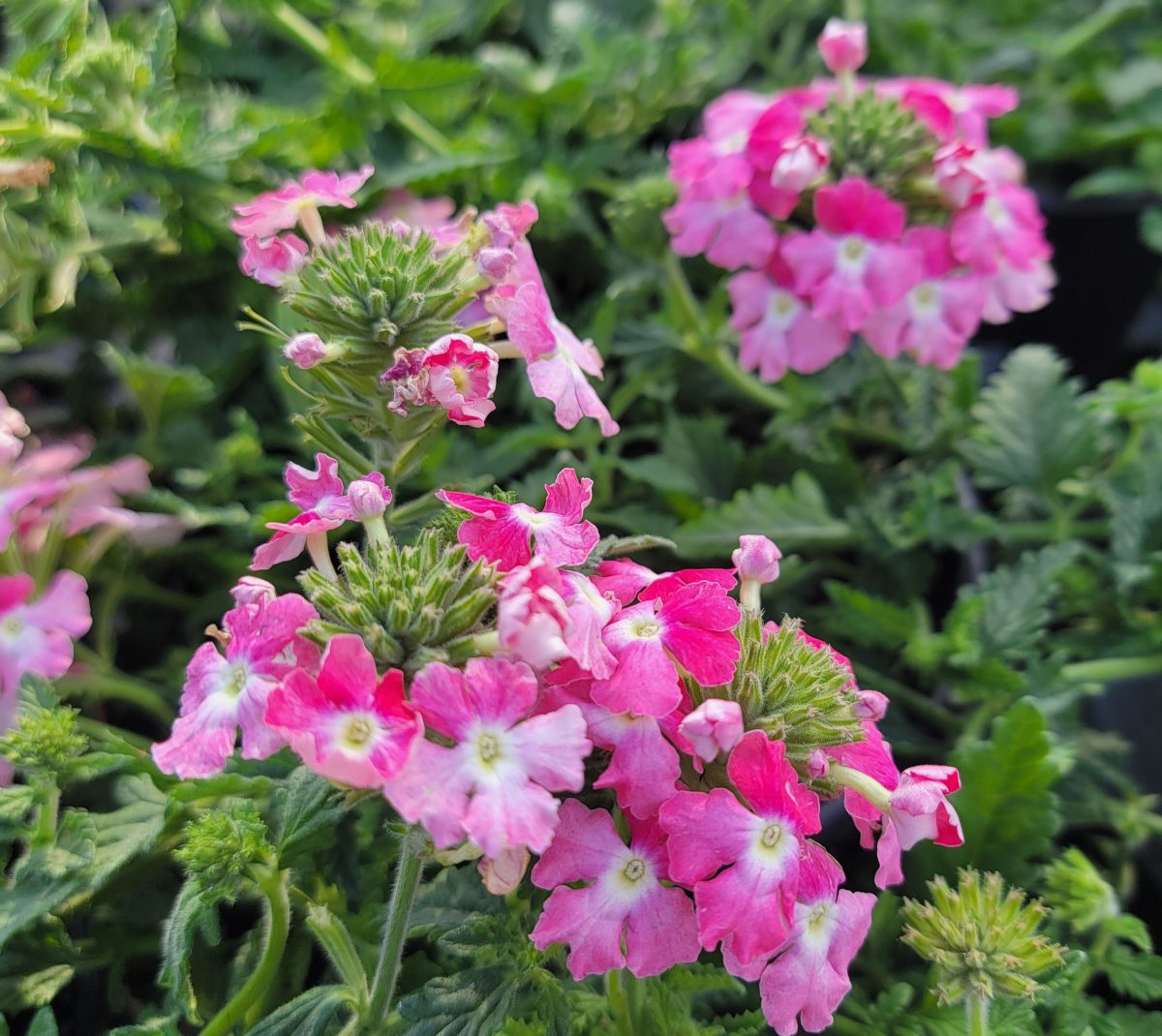 Verbena peruviana EnduraScape Pink Fizz a scaled