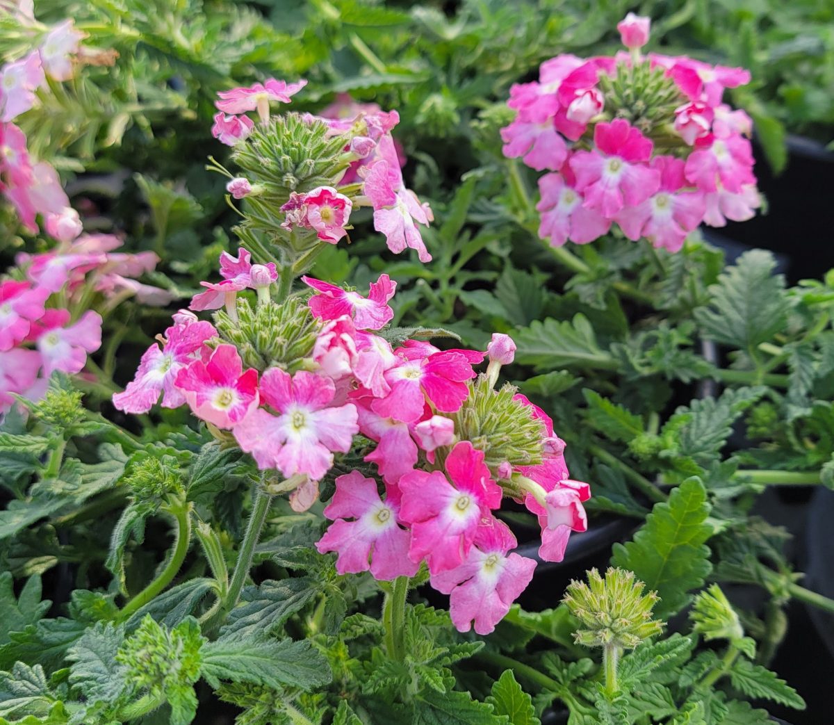 Verbena peruviana EnduraScape Pink Fizz b