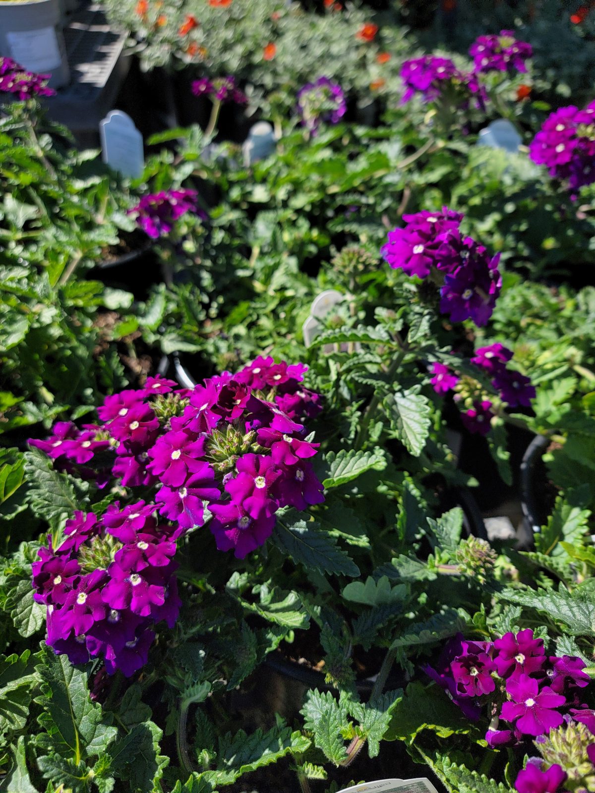 Verbena peruviana EnduraScape Purple a scaled