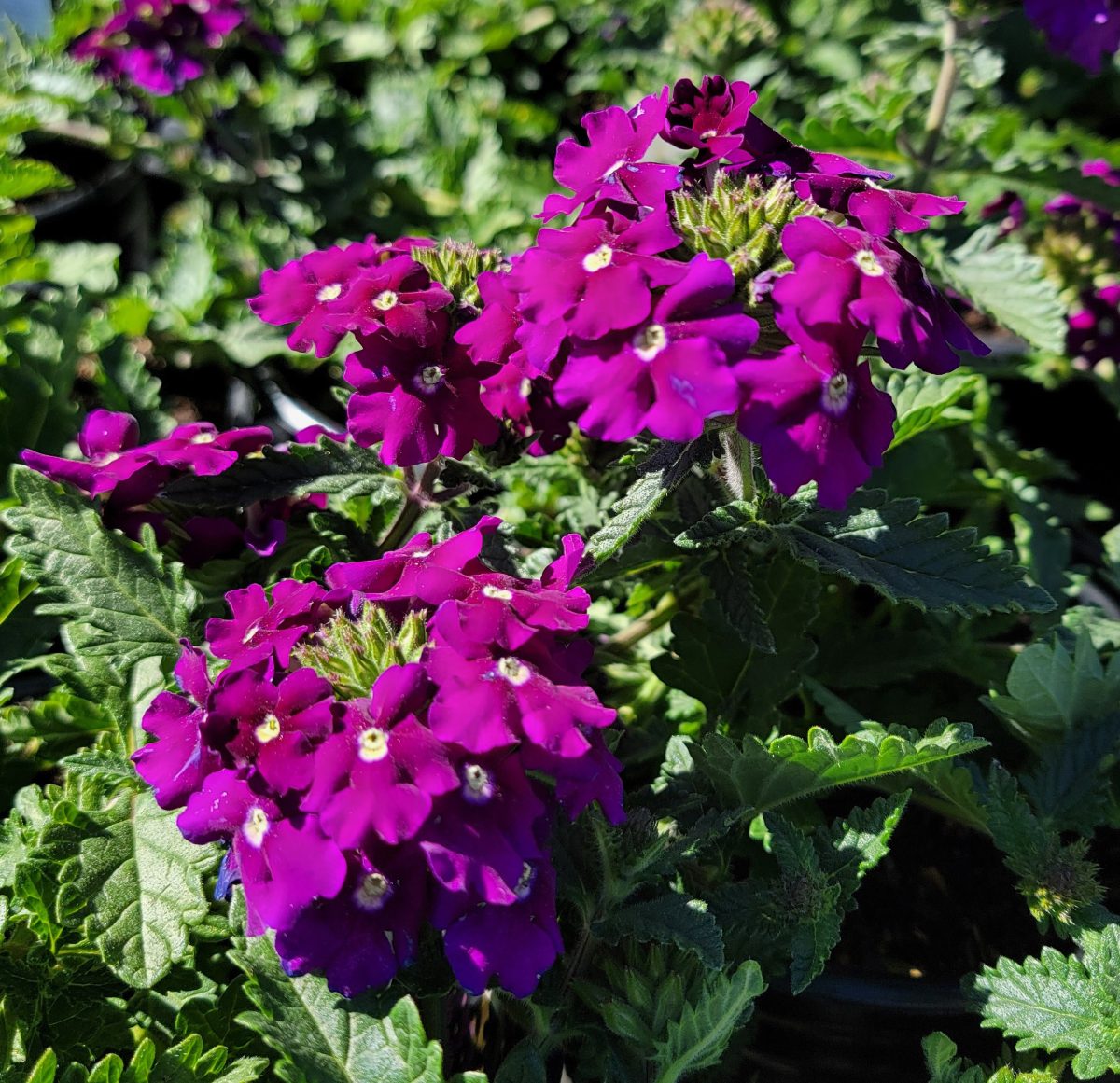 Verbena peruviana EnduraScape Purple b