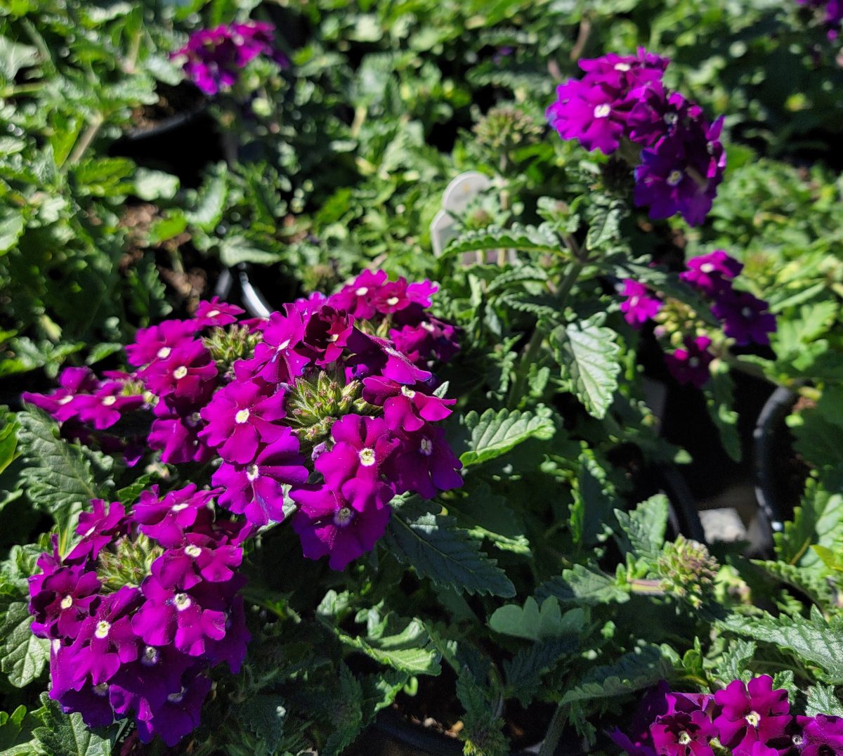 Verbena peruviana EnduraScape Purple c scaled