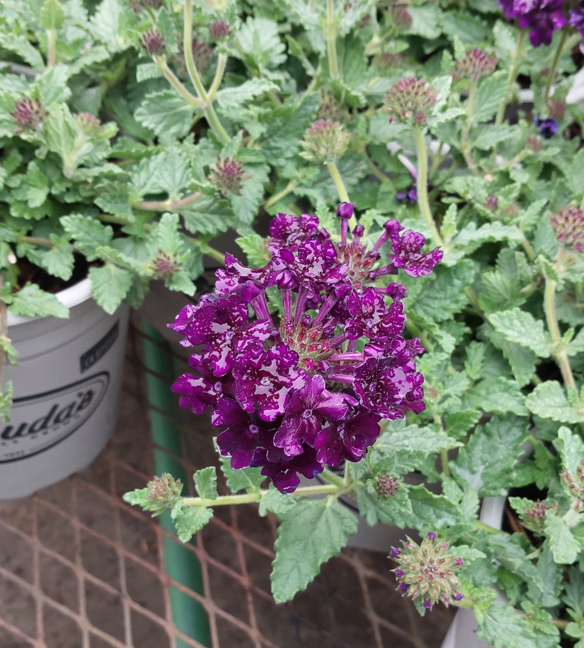 Verbena x Lascar Black Velvet a