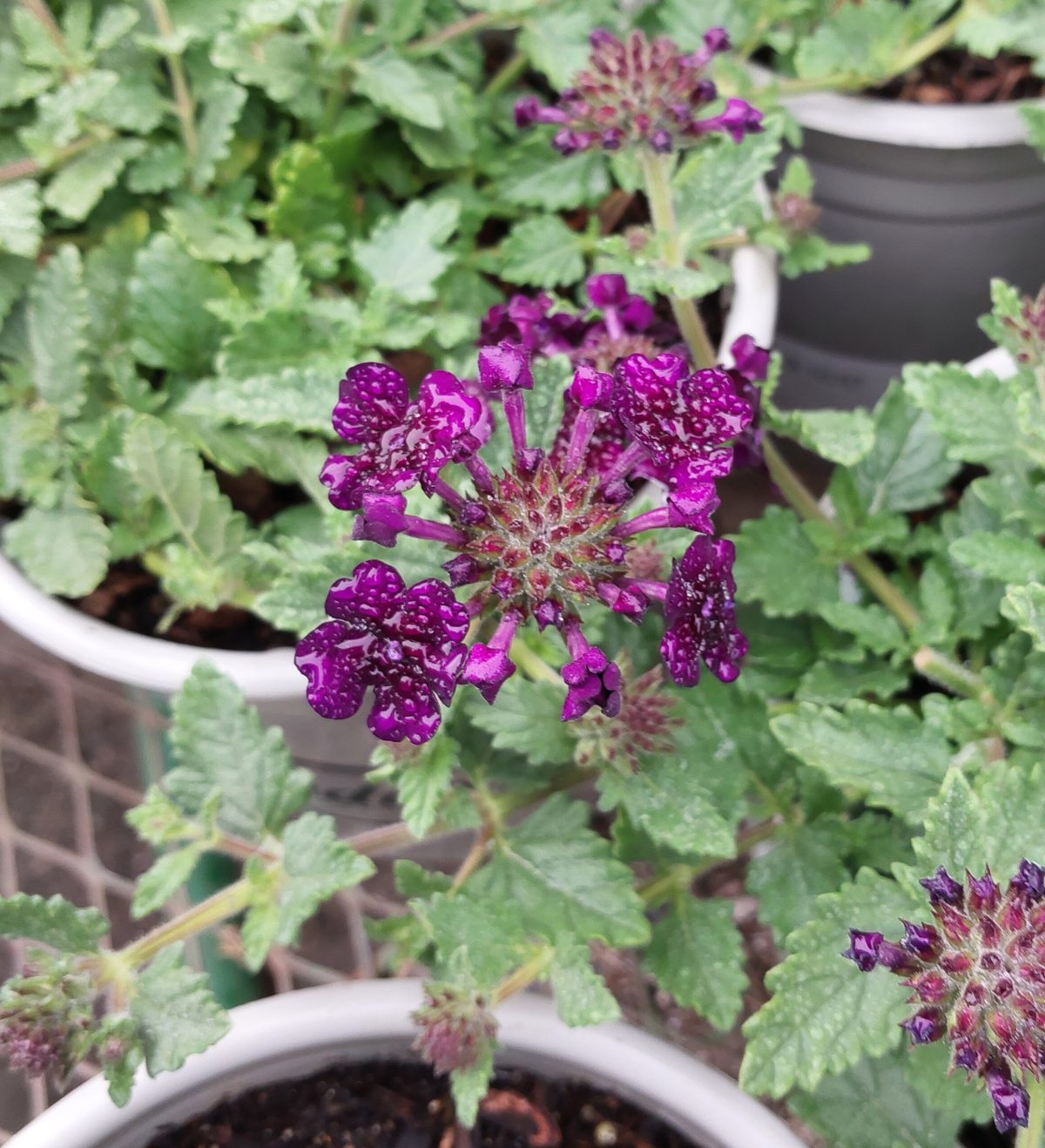 Verbena x Lascar Black Velvet c