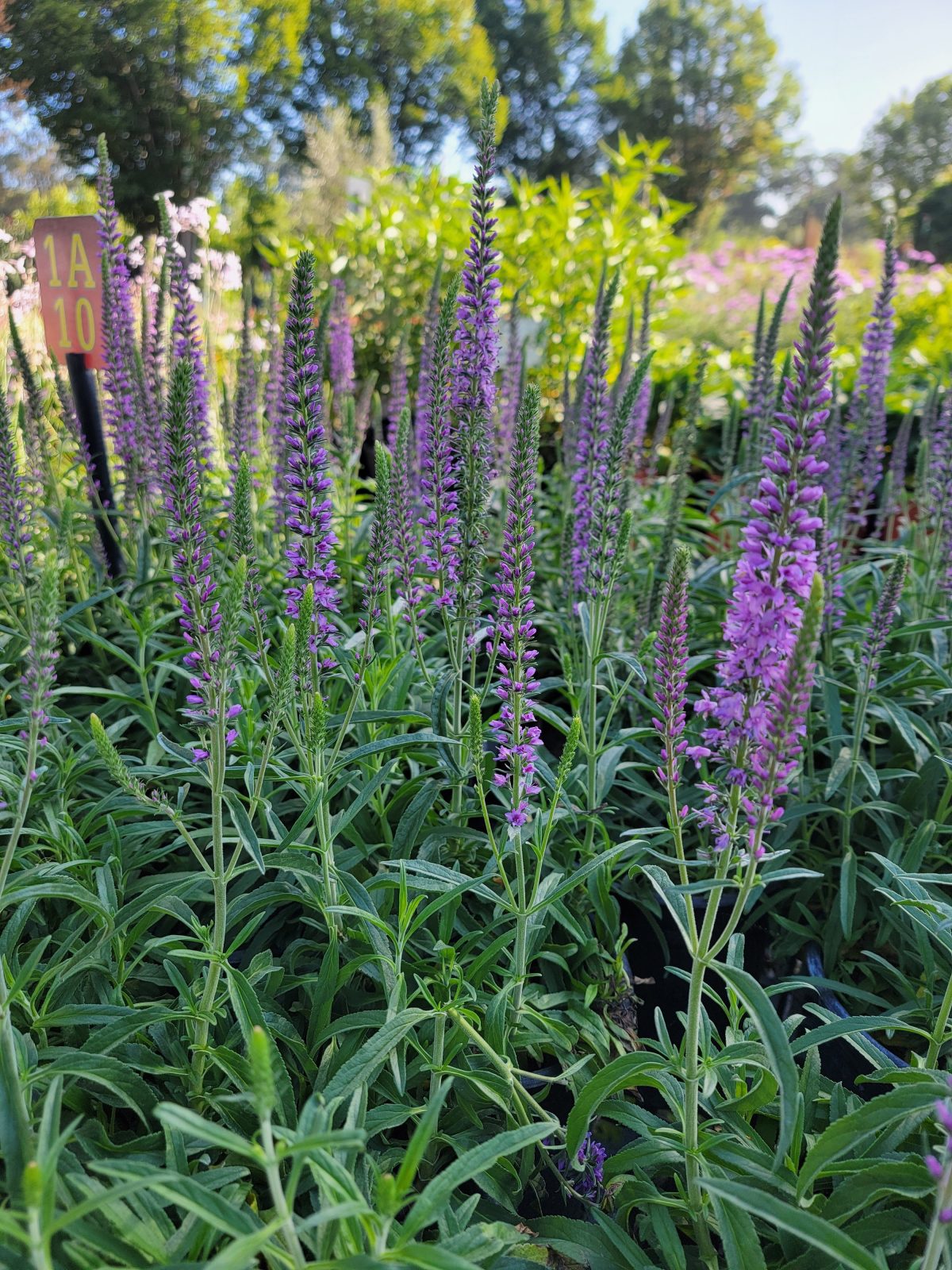 Veronica spicata Moody Blues Dark Blue a scaled