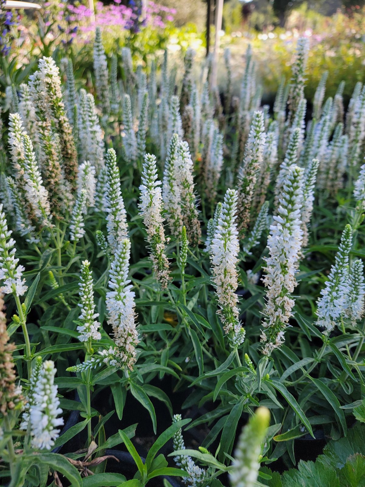 Veronica spicata Moody Blues White a scaled