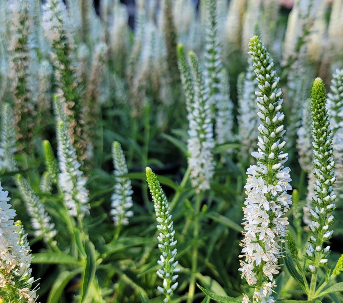 Veronica spicata Moody Blues White b