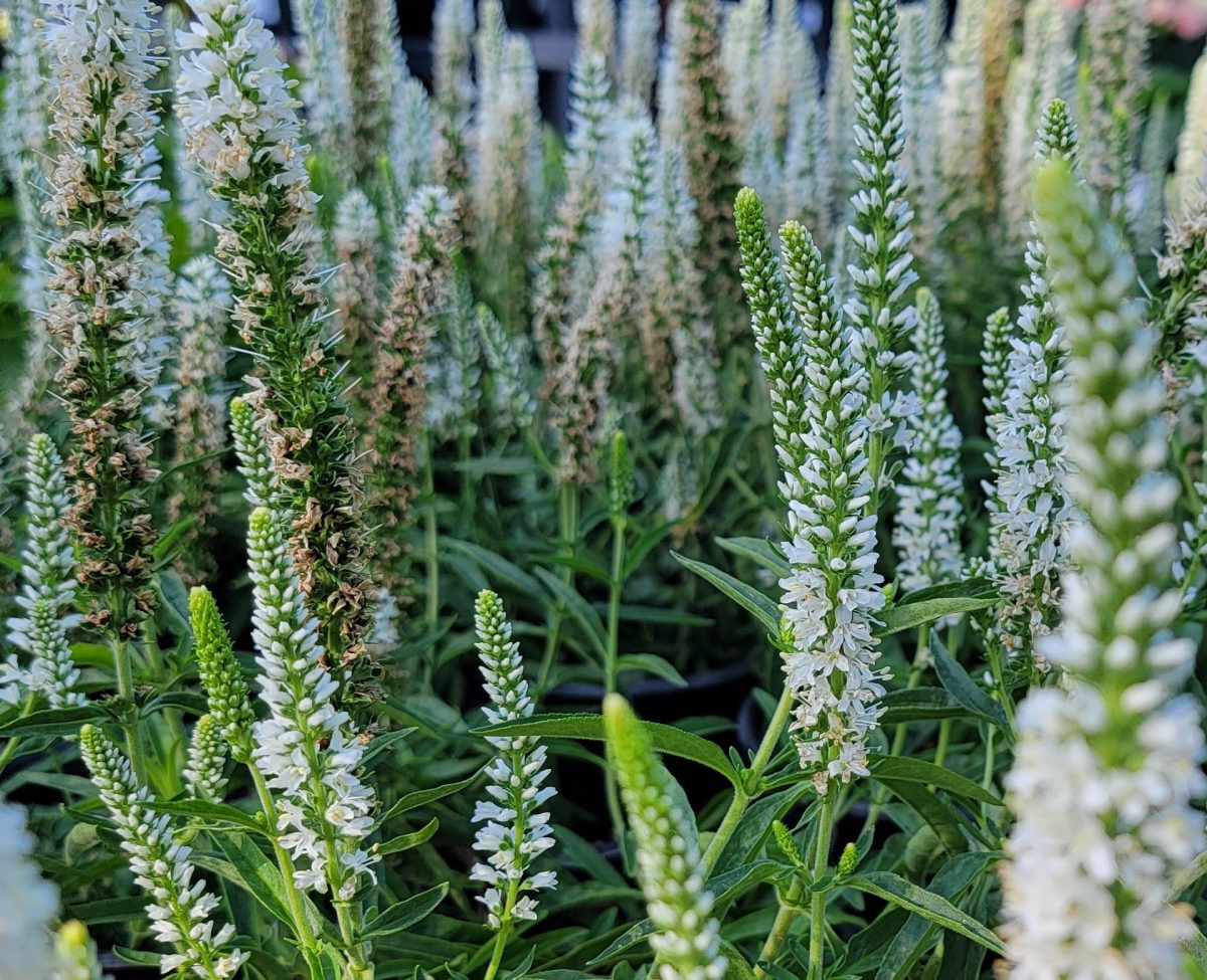 Veronica spicata Moody Blues White c