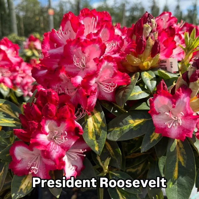 All roads lead to Rome, but where do the Rhodies lead? 
Straight to a garden in full bloom.
🌸🌸🌸
Rhody season is here, and we can’t wait to watch those buds burst open! 🌸 With so many options—vibrant dwarfs, subtle giants, and everything in between—there’s a perfect one waiting for you. Come find your Rhody and pave the way to garden greatness!

#urbantreefarm #rhododendron #rhody #springflowers #flowersofinstagram #bigblooms #rhododendronseason #santarosa #shoplocal #shopsonoma #flowerstagram #weloveflowers